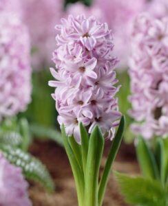 Hyacinth Splendid Cornelia