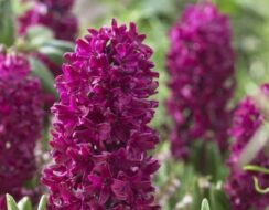 hyacinth Woodstock