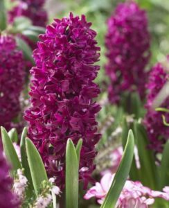 hyacinth Woodstock