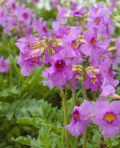 Incarvillea delavayi