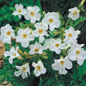 Incarvillea snowtop Incarvillea snowtop