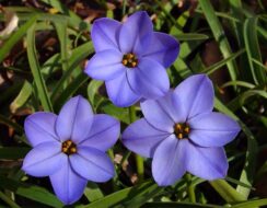 Ipheion Rolf Fiedler