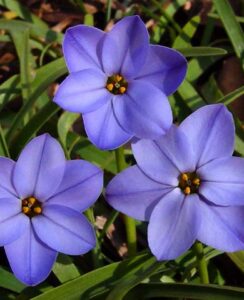 Ipheion Rolf Fiedler