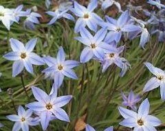 Ipheion Wisley Blue