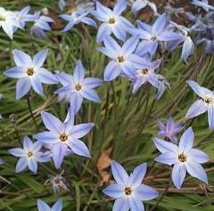 Ipheion Wisley Blue