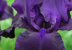 Iris Germanica, Matinata