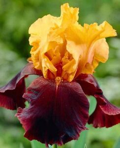 Iris Germanica, Supreme Sultan