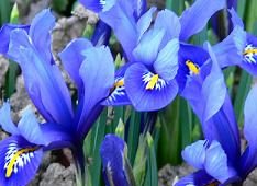 Iris Reticulata Harmony