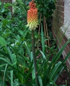 Kniphofia Uvaria Grandiflora