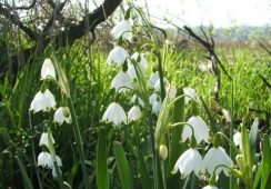 Leucojum Aestivum