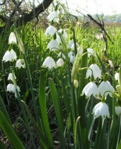 Leucojum Aestivum