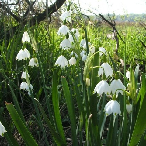 Leucojum Aestivum