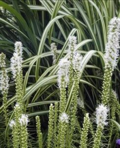 Liatris Floristan Weiss