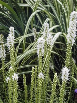 Liatris Floristan Alba