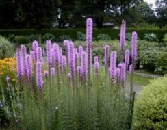 Liatris Spicata