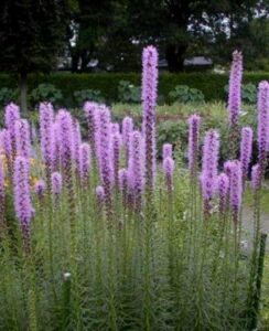Liatris Spicata