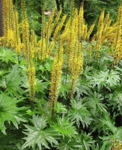 Ligularia stenocephala ‘The Rocket’