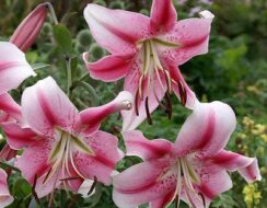 Lilium Anastasia (tree lily)