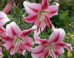 Lilium Anastasia (tree Lily)