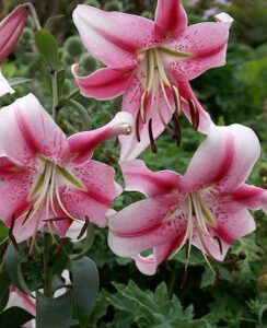Lilium Anastasia (tree lily)