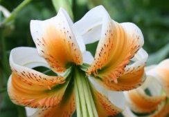 Lilium Lady Alice