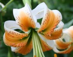 Lilium Lady Alice