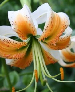 Lilium Lady Alice