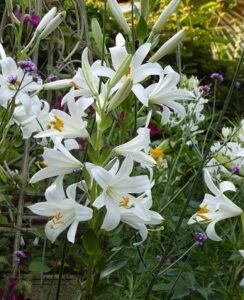 Lilium Candidum