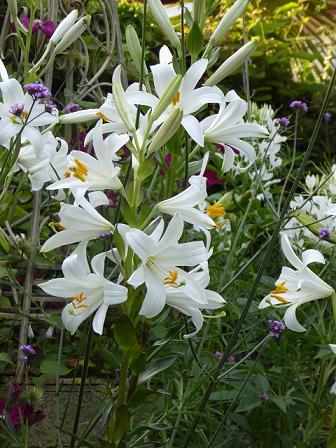 Lilium Candidum