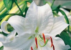 Lilium Casa Blanca
