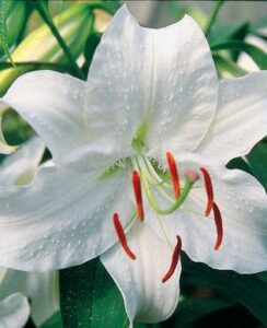 Lilium Casa blanca