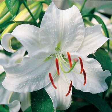Lilium Cassa blanca