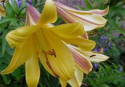 Lilium Golden Splendour