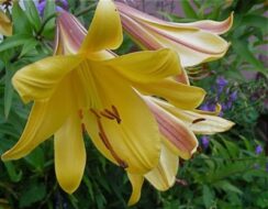 Lilium Golden Splendour