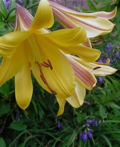 Lilium Golden Splendour
