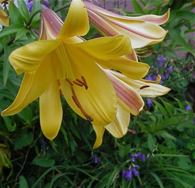 Lilium Golden splendour
