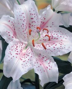 Lilium Muscadet