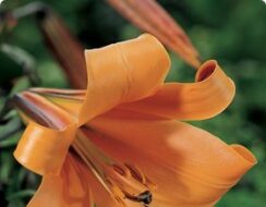 Lilium African Queen