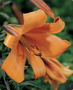 Lilium African Queen