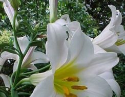 Lilium Regale