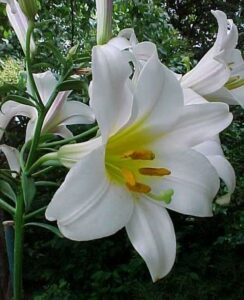 Lilium Regale