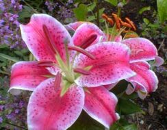 Lilium Stargazer