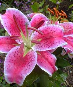Lilium Stargazer