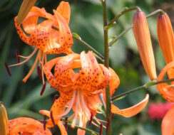 Lilium Henryi