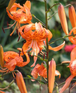 Lilium Henryi