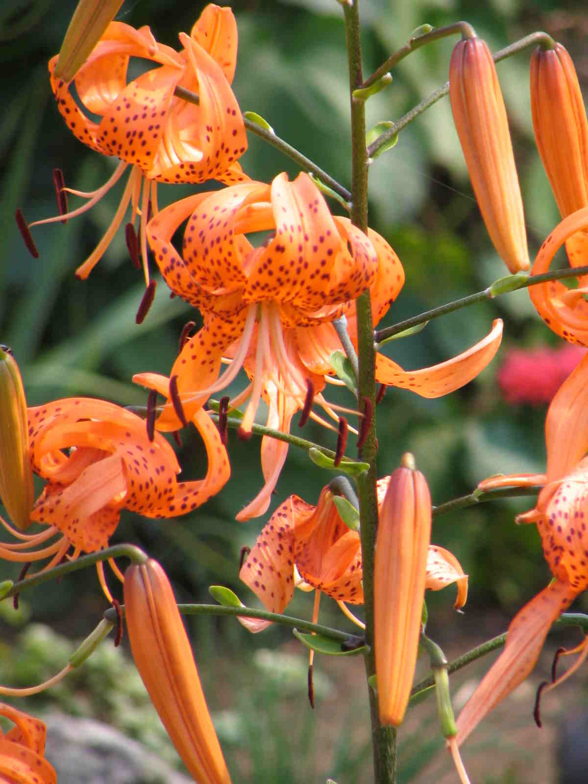 Lilium Henryi