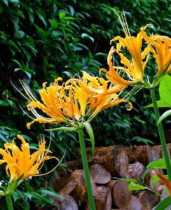 Lycoris Aurea