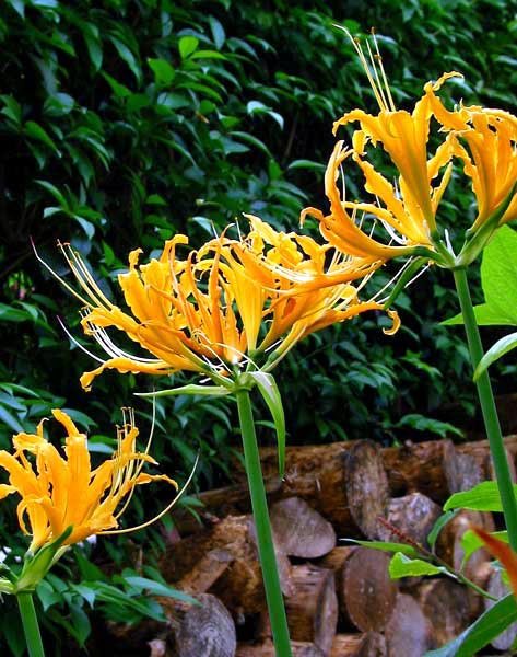 Lycoris aurea