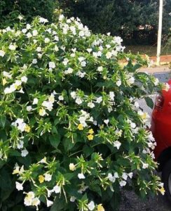 Mirabilis Jalapa mixed colours