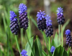 Muscari Latifolium